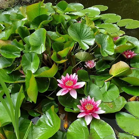 Zimmervermietung Koltermann * 格赖夫斯瓦尔德